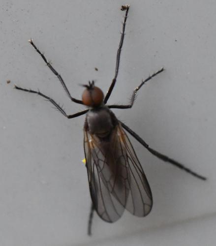 Réf. 298 911 : Empis sp.